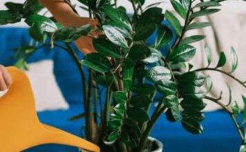 Sipajte pola šolje u saksiju za cvijeće: Zamiokulkas će pustiti lišće kao lud! Sipajte pola šolje u saksiju za cvijeće: Zamiokulkas će pustiti lišće kao lud!