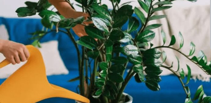 Sipajte pola šolje u saksiju za cvijeće: Zamiokulkas će pustiti lišće kao lud! Sipajte pola šolje u saksiju za cvijeće: Zamiokulkas će pustiti lišće kao lud!