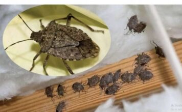 Smrdibube su se ove godine namnožile i svuda su: Savršen TRIK da ih se riješite u stanu, na balkonu i na terasi! Smrdibube su se ove godine namnožile i svuda su: Savršen TRIK da ih se riješite u stanu, na balkonu i na terasi!