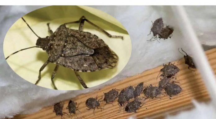 Smrdibube su se ove godine namnožile i svuda su: Savršen TRIK da ih se riješite u stanu, na balkonu i na terasi! Smrdibube su se ove godine namnožile i svuda su: Savršen TRIK da ih se riješite u stanu, na balkonu i na terasi!