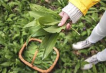 Sremuš – najzdravija biljka proleća: Zovu ga “čistač organizma”i kažu da spada u jednu od 12 najlekovitijih biljaka na svetu Sremuš - najzdravija biljka proleća: Zovu ga "čistač organizma"i kažu da spada u jednu od 12 najlekovitijih biljaka na svetu