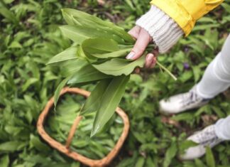 Sremuš – najzdravija biljka proleća: Zovu ga “čistač organizma”i kažu da spada u jednu od 12 najlekovitijih biljaka na svetu Sremuš - najzdravija biljka proleća: Zovu ga "čistač organizma"i kažu da spada u jednu od 12 najlekovitijih biljaka na svetu