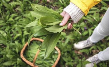 Sremuš – najzdravija biljka proleća: Zovu ga “čistač organizma”i kažu da spada u jednu od 12 najlekovitijih biljaka na svetu Sremuš - najzdravija biljka proleća: Zovu ga "čistač organizma"i kažu da spada u jednu od 12 najlekovitijih biljaka na svetu