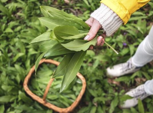 Sremuš – najzdravija biljka proleća: Zovu ga “čistač organizma”i kažu da spada u jednu od 12 najlekovitijih biljaka na svetu Sremuš - najzdravija biljka proleća: Zovu ga "čistač organizma"i kažu da spada u jednu od 12 najlekovitijih biljaka na svetu