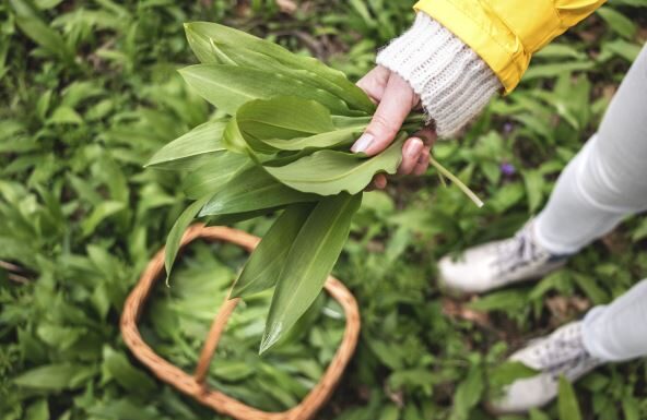 Sremuš – najzdravija biljka proleća: Zovu ga “čistač organizma”i kažu da spada u jednu od 12 najlekovitijih biljaka na svetu Sremuš - najzdravija biljka proleća: Zovu ga "čistač organizma"i kažu da spada u jednu od 12 najlekovitijih biljaka na svetu