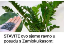 STAVITE ovo sjeme ravno u posudu s Zamiokulkasom: Biljka će ODMAH pustiti nove listove! STAVITE ovo sjeme ravno u posudu s Zamiokulkasom: Biljka će ODMAH pustiti nove listove!