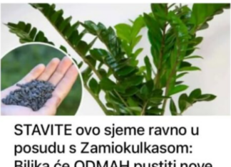 STAVITE ovo sjeme ravno u posudu s Zamiokulkasom: Biljka će ODMAH pustiti nove listove! STAVITE ovo sjeme ravno u posudu s Zamiokulkasom: Biljka će ODMAH pustiti nove listove!