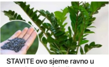 STAVITE ovo sjeme ravno u posudu s Zamiokulkasom: Biljka će ODMAH pustiti nove listove! STAVITE ovo sjeme ravno u posudu s Zamiokulkasom: Biljka će ODMAH pustiti nove listove!