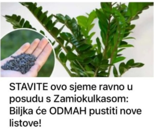 STAVITE ovo sjeme ravno u posudu s Zamiokulkasom: Biljka će ODMAH pustiti nove listove! STAVITE ovo sjeme ravno u posudu s Zamiokulkasom: Biljka će ODMAH pustiti nove listove!