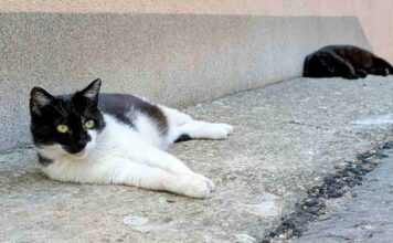 TRLJA LI SE MAČKA UZ VAŠE NOGE? Evo šta vam zapravo pokušava reći TRLJA LI SE MAČKA UZ VAŠE NOGE? Evo šta vam zapravo pokušava reći