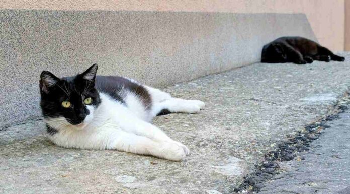 TRLJA LI SE MAČKA UZ VAŠE NOGE? Evo šta vam zapravo pokušava reći TRLJA LI SE MAČKA UZ VAŠE NOGE? Evo šta vam zapravo pokušava reći