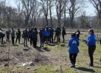 VIŠE OD MILION I DVESTA HILJADA SADNICA VIŠE OD MILION I DVESTA HILJADA SADNICA