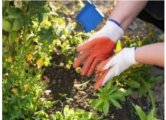 Zakopajte samo mrvicu ovoga na dno saksije kada sadite cvijeće, cvjetaće kao nikad ranije! Zakopajte samo mrvicu ovoga na dno saksije kada sadite cvijeće, cvjetaće kao nikad ranije!