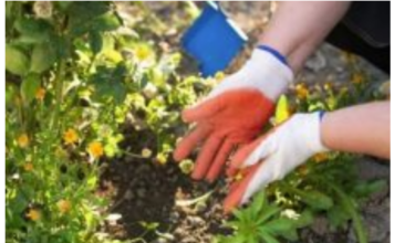 Zakopajte samo mrvicu ovoga na dno saksije kada sadite cvijeće, cvjetaće kao nikad ranije! Zakopajte samo mrvicu ovoga na dno saksije kada sadite cvijeće, cvjetaće kao nikad ranije!