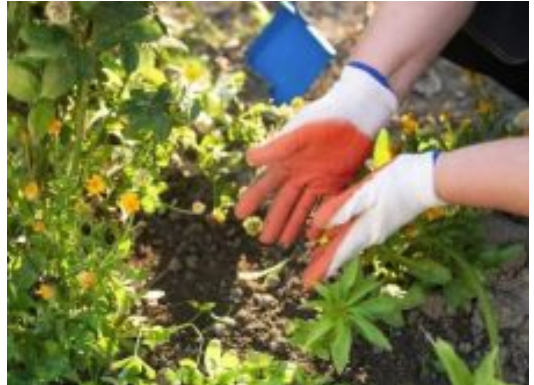 Zakopajte samo mrvicu ovoga na dno saksije kada sadite cvijeće, cvjetaće kao nikad ranije! Zakopajte samo mrvicu ovoga na dno saksije kada sadite cvijeće, cvjetaće kao nikad ranije!