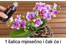 1 šalica mjesečno i čak će i suhi panj biti obasut CVIJEĆEM: Moja orhideja cvjeta bez prestanka cijele godine! 1 šalica mjesečno i čak će i suhi panj biti obasut CVIJEĆEM: Moja orhideja cvjeta bez prestanka cijele godine!