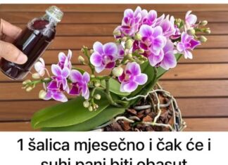 1 šalica mjesečno i čak će i suhi panj biti obasut CVIJEĆEM: Moja orhideja cvjeta bez prestanka cijele godine! 1 šalica mjesečno i čak će i suhi panj biti obasut CVIJEĆEM: Moja orhideja cvjeta bez prestanka cijele godine!