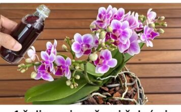 1 šalica mjesečno i čak će i suhi panj biti obasut CVIJEĆEM: Moja orhideja cvjeta bez prestanka cijele godine! 1 šalica mjesečno i čak će i suhi panj biti obasut CVIJEĆEM: Moja orhideja cvjeta bez prestanka cijele godine!