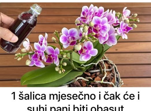 1 šalica mjesečno i čak će i suhi panj biti obasut CVIJEĆEM: Moja orhideja cvjeta bez prestanka cijele godine! 1 šalica mjesečno i čak će i suhi panj biti obasut CVIJEĆEM: Moja orhideja cvjeta bez prestanka cijele godine!