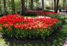 3 važna koraka za sadnju lala: Do jula će eksplodirati od cvetanja 3 važna koraka za sadnju lala: Do jula će eksplodirati od cvetanja