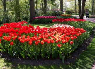 3 važna koraka za sadnju lala: Do jula će eksplodirati od cvetanja 3 važna koraka za sadnju lala: Do jula će eksplodirati od cvetanja