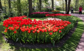 3 važna koraka za sadnju lala: Do jula će eksplodirati od cvetanja 3 važna koraka za sadnju lala: Do jula će eksplodirati od cvetanja