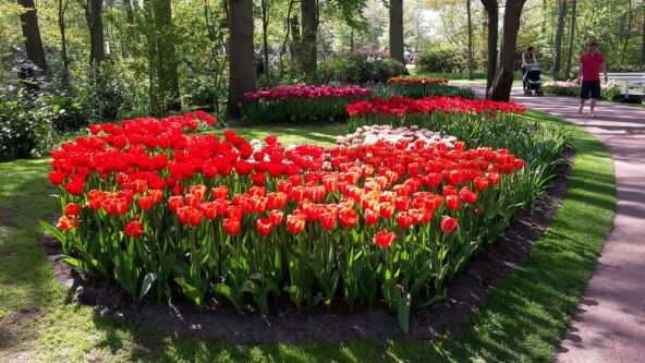 3 važna koraka za sadnju lala: Do jula će eksplodirati od cvetanja 3 važna koraka za sadnju lala: Do jula će eksplodirati od cvetanja