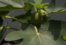 6 vrsta drveća u dvorištu koja mogu da unište kuću: Jako je važno da se ne sade u blizini nje 6 vrsta drveća u dvorištu koja mogu da unište kuću: Jako je važno da se ne sade u blizini nje