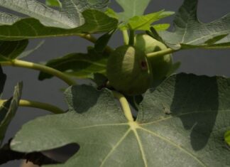 6 vrsta drveća u dvorištu koja mogu da unište kuću: Jako je važno da se ne sade u blizini nje 6 vrsta drveća u dvorištu koja mogu da unište kuću: Jako je važno da se ne sade u blizini nje