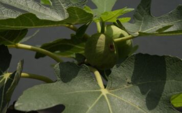 6 vrsta drveća u dvorištu koja mogu da unište kuću: Jako je važno da se ne sade u blizini nje 6 vrsta drveća u dvorištu koja mogu da unište kuću: Jako je važno da se ne sade u blizini nje