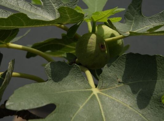 6 vrsta drveća u dvorištu koja mogu da unište kuću: Jako je važno da se ne sade u blizini nje 6 vrsta drveća u dvorištu koja mogu da unište kuću: Jako je važno da se ne sade u blizini nje