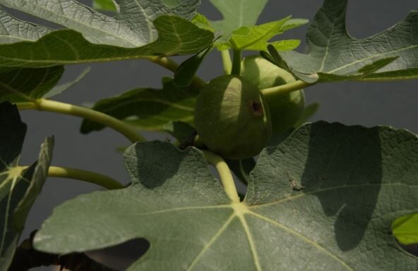 6 vrsta drveća u dvorištu koja mogu da unište kuću: Jako je važno da se ne sade u blizini nje 6 vrsta drveća u dvorištu koja mogu da unište kuću: Jako je važno da se ne sade u blizini nje