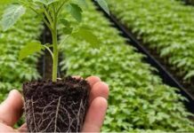 95% LJUDI GRIJEŠI! Ovu biljku posadi u aprilu za brutalan korijen! 95% LJUDI GRIJEŠI! Ovu biljku posadi u aprilu za brutalan korijen!