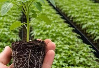 95% LJUDI GRIJEŠI! Ovu biljku posadi u aprilu za brutalan korijen! 95% LJUDI GRIJEŠI! Ovu biljku posadi u aprilu za brutalan korijen!