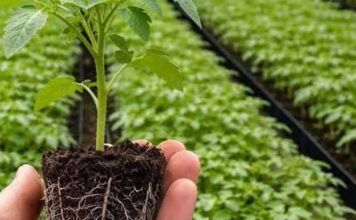 95% LJUDI GRIJEŠI! Ovu biljku posadi u aprilu za brutalan korijen! 95% LJUDI GRIJEŠI! Ovu biljku posadi u aprilu za brutalan korijen!