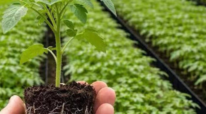 95% LJUDI GRIJEŠI! Ovu biljku posadi u aprilu za brutalan korijen! 95% LJUDI GRIJEŠI! Ovu biljku posadi u aprilu za brutalan korijen!