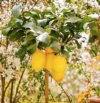 Ako na ovaj način zasadite drvo u saksiji na vašoj terasi dobićete ukusne plodove kao iz bašte Ako na ovaj način zasadite drvo u saksiji na vašoj terasi dobićete ukusne plodove kao iz bašte