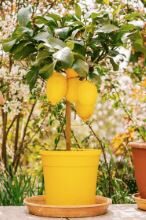 Ako na ovaj način zasadite drvo u saksiji na vašoj terasi dobićete ukusne plodove kao iz bašte Ako na ovaj način zasadite drvo u saksiji na vašoj terasi dobićete ukusne plodove kao iz bašte