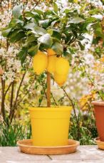 Ako na ovaj način zasadite drvo u saksiji na vašoj terasi dobićete ukusne plodove kao iz bašte Ako na ovaj način zasadite drvo u saksiji na vašoj terasi dobićete ukusne plodove kao iz bašte