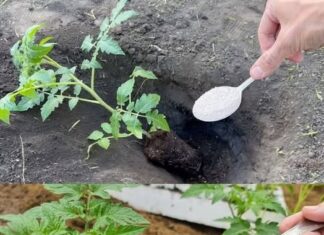 Ako želite da dobijete jaku žetvu dobrog, zrelog paradajza u svom vrtu, potrebno je da dodate ovaj sastojak zemlji. DOVOLJNA JE ŠAKA I GOTOVI STE Ako želite da dobijete jaku žetvu dobrog, zrelog paradajza u svom vrtu, potrebno je da dodate ovaj sastojak zemlji. DOVOLJNA JE ŠAKA I GOTOVI STE