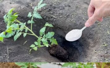 Ako želite da dobijete jaku žetvu dobrog, zrelog paradajza u svom vrtu, potrebno je da dodate ovaj sastojak zemlji. DOVOLJNA JE ŠAKA I GOTOVI STE Ako želite da dobijete jaku žetvu dobrog, zrelog paradajza u svom vrtu, potrebno je da dodate ovaj sastojak zemlji. DOVOLJNA JE ŠAKA I GOTOVI STE