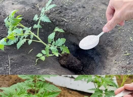 Ako želite da dobijete jaku žetvu dobrog, zrelog paradajza u svom vrtu, potrebno je da dodate ovaj sastojak zemlji. DOVOLJNA JE ŠAKA I GOTOVI STE Ako želite da dobijete jaku žetvu dobrog, zrelog paradajza u svom vrtu, potrebno je da dodate ovaj sastojak zemlji. DOVOLJNA JE ŠAKA I GOTOVI STE