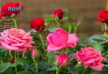 Bujaju kao iz vode i ne razbolijevaju se: Ako ovo uradite do 11 sati, ruže će cvjetati kao lude Bujaju kao iz vode i ne razbolijevaju se: Ako ovo uradite do 11 sati, ruže će cvjetati kao lude