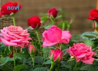 Bujaju kao iz vode i ne razbolijevaju se: Ako ovo uradite do 11 sati, ruže će cvjetati kao lude Bujaju kao iz vode i ne razbolijevaju se: Ako ovo uradite do 11 sati, ruže će cvjetati kao lude