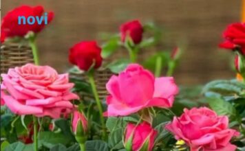 Bujaju kao iz vode i ne razbolijevaju se: Ako ovo uradite do 11 sati, ruže će cvjetati kao lude Bujaju kao iz vode i ne razbolijevaju se: Ako ovo uradite do 11 sati, ruže će cvjetati kao lude