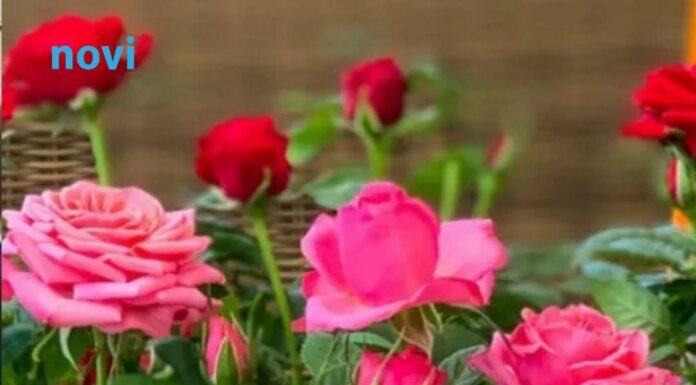 Bujaju kao iz vode i ne razbolijevaju se: Ako ovo uradite do 11 sati, ruže će cvjetati kao lude Bujaju kao iz vode i ne razbolijevaju se: Ako ovo uradite do 11 sati, ruže će cvjetati kao lude