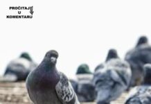 Da li znate zašto nikad ne viđamo mlade golubove? Ova misterija muči milione na internetu, a odgovor je jednostavan Da li znate zašto nikad ne viđamo mlade golubove? Ova misterija muči milione na internetu, a odgovor je jednostavan