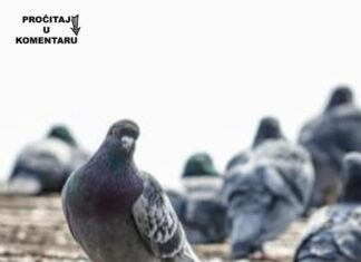 Da li znate zašto nikad ne viđamo mlade golubove? Ova misterija muči milione na internetu, a odgovor je jednostavan Da li znate zašto nikad ne viđamo mlade golubove? Ova misterija muči milione na internetu, a odgovor je jednostavan