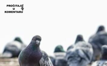 Da li znate zašto nikad ne viđamo mlade golubove? Ova misterija muči milione na internetu, a odgovor je jednostavan Da li znate zašto nikad ne viđamo mlade golubove? Ova misterija muči milione na internetu, a odgovor je jednostavan