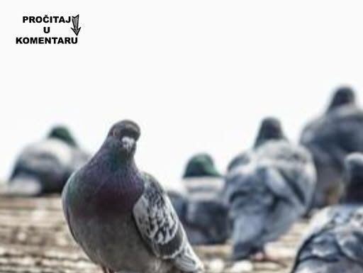 Da li znate zašto nikad ne viđamo mlade golubove? Ova misterija muči milione na internetu, a odgovor je jednostavan Da li znate zašto nikad ne viđamo mlade golubove? Ova misterija muči milione na internetu, a odgovor je jednostavan